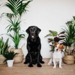 Toxic & Non-Toxic Plants for Dogs