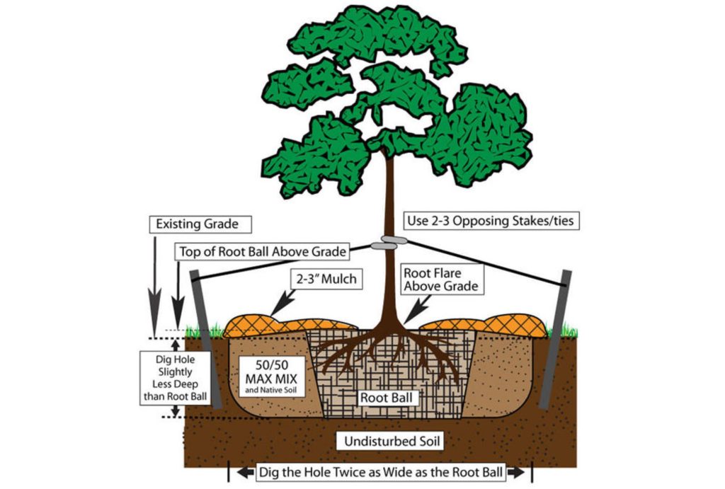 Tree & Shrub Planting Diagram | Flagg's Garden Center